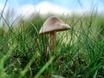 Close-up of mushroom growing on field