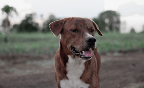 Portrait of dog on field