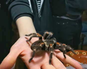 Close-up of hand holding crab