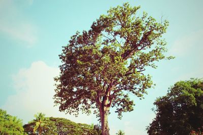 Low angle view of tree against sky