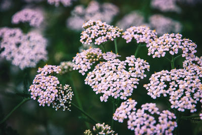 Pink yarrow blooms, achillea millefolium plants in field