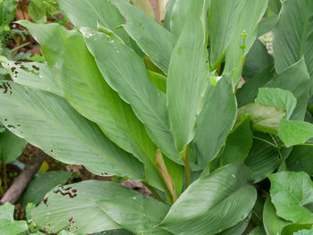 Full frame shot of fresh green leaves