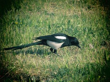 Bird flying in grass