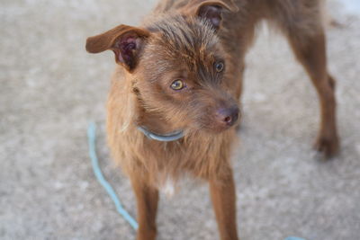 Close-up portrait of dog