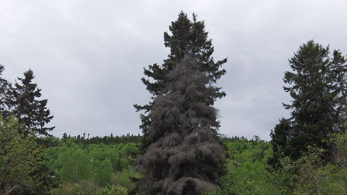 Low angle view of trees in forest against sky