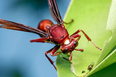 Close-up of insect