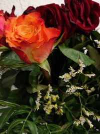 Close-up of red roses blooming outdoors