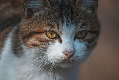 Close-up portrait of cat