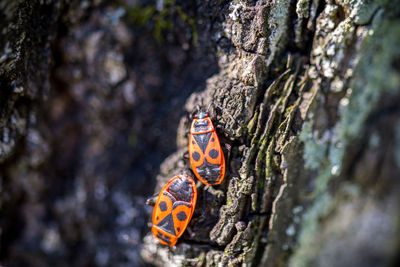 Close-up of firebugs on tree