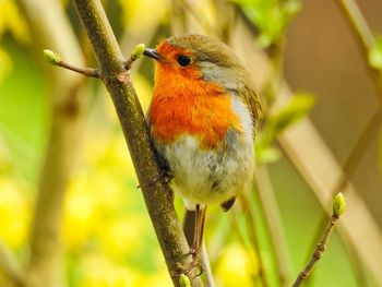 Close-up of bird perching on branch