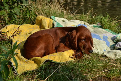 Close-up of dog sitting on grass