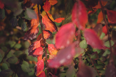 Close-up of autumnal leaves