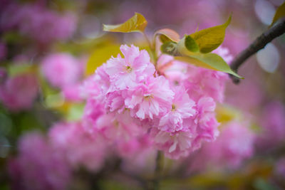 Close-up of pink cherry blossoms in spring