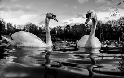 Black and white monochrome mute swan swans pair low-level water side view macro animal background