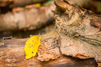 Close-up of tree trunk