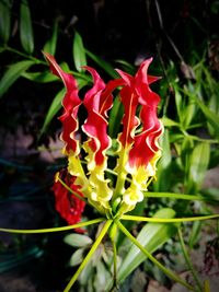 Close-up of red flowers