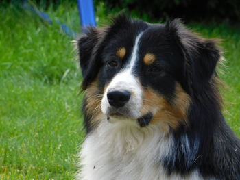 Close-up of dog looking at camera