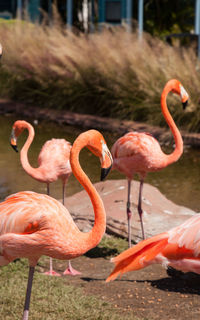 Pink caribbean flamingo, phoenicopterus ruber, in the middle of flock flamingos during breeding 