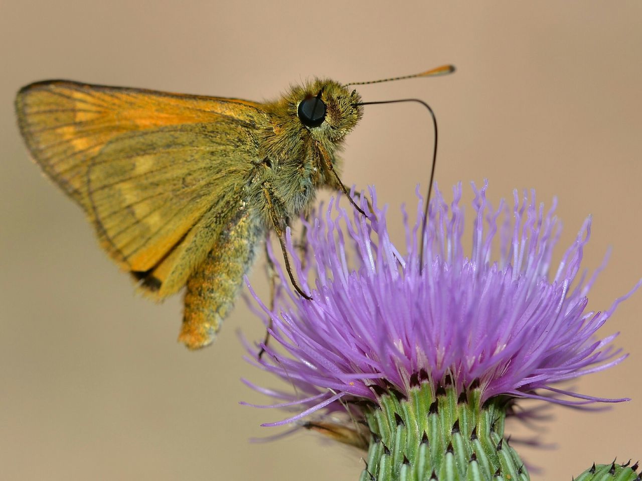 Nature On Your Doorsteep