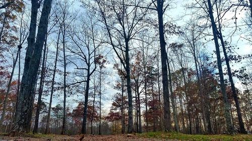 Trees in forest against sky