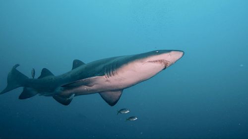 Grey nurse shark with fish