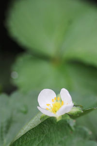 Close-up of white flowering plant