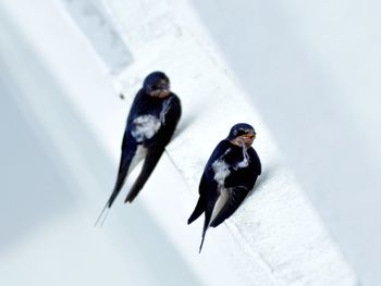 High angle view of birds flying over snow