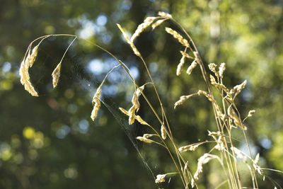 Close-up of wilted plant