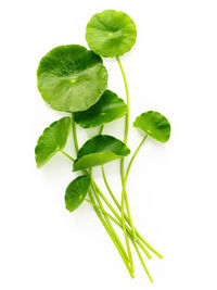 Close-up of fresh green leaves against white background