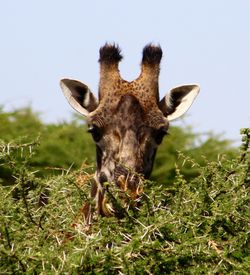 Portrait of giraffe on field against clear sky