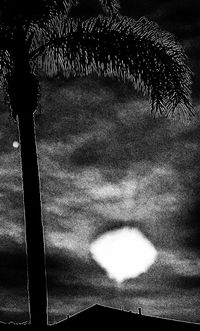 Palm tree against sky