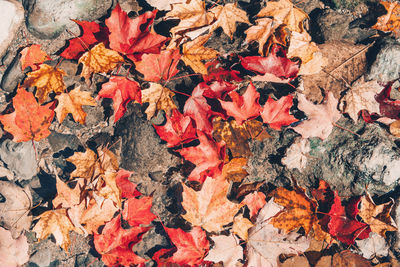 Full frame shot of dry maple leaves during autumn