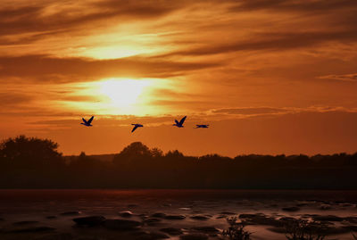 Silhouette birds flying in sky during sunset