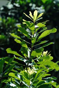 Close-up of fresh green plant