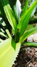 Close-up of insect on plant