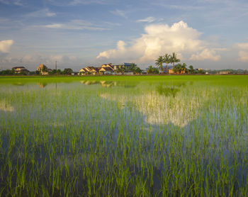 Scenic view of agricultural field against sky
