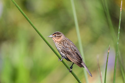 Brown female red-wing blackbird agelaius phoeniceus perches on the tall reeds and grass in a pond 