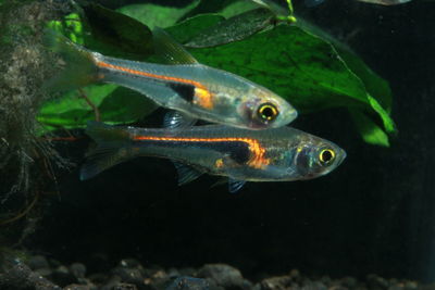 Close-up of fish swimming in sea