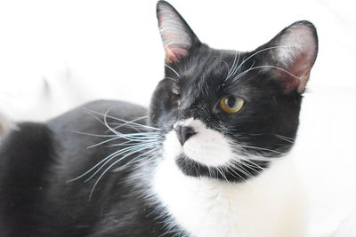 Close-up of a cat looking away