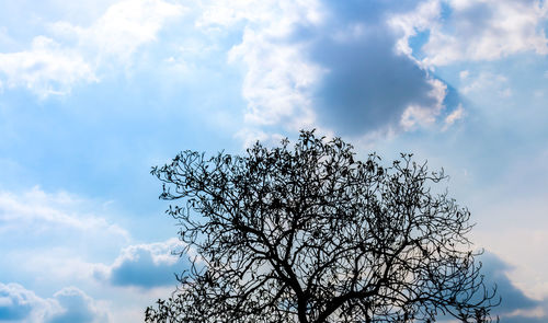 Low angle view of silhouette tree against sky