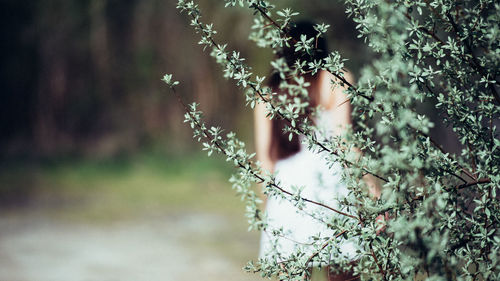 Close-up of flower tree in forest