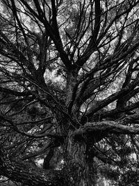 Low angle view of bare tree