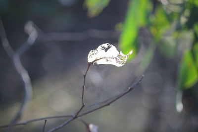Close-up of leaf