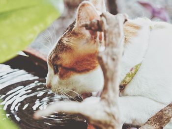 Close-up of cat drinking water 