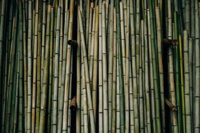 Full frame shot of bamboo trees in forest