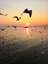 Seagulls flying over sea during sunset