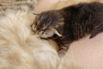 A newborn kitten drinks milk from its mother cat.