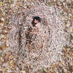 High angle portrait of young woman lying on land