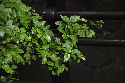 Close-up of small potted plant