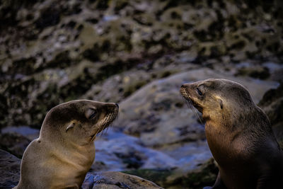 Close-up of iguana on rock